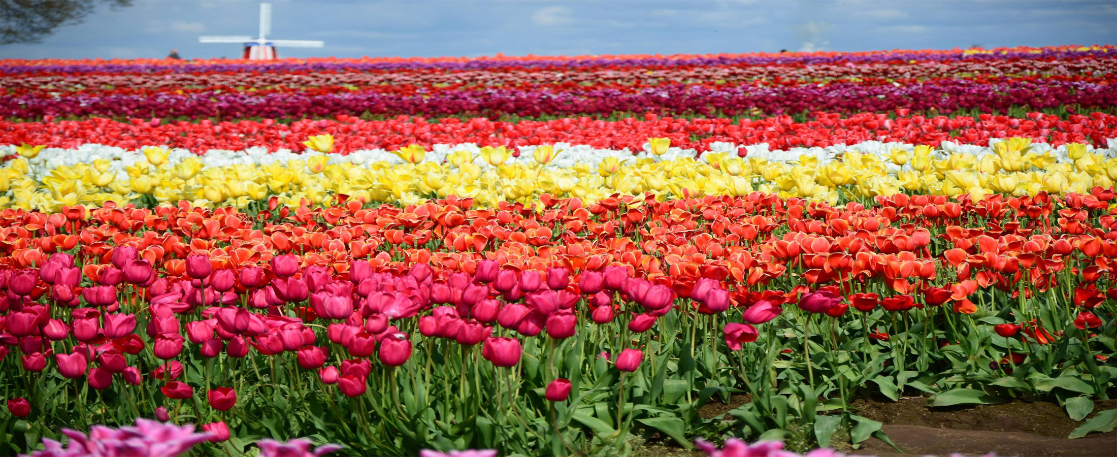 Tulip Festival